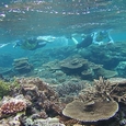 大潮の珊瑚礁