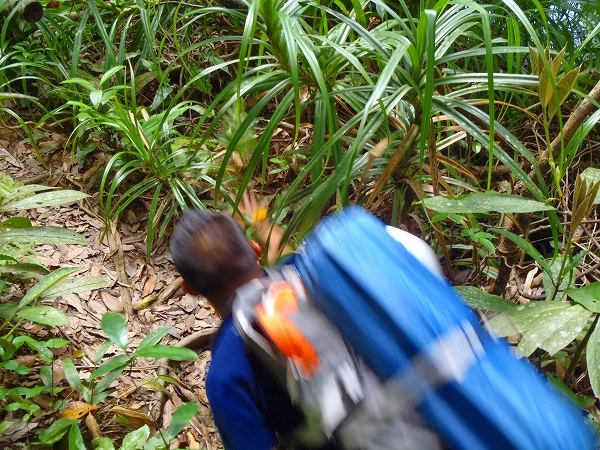 西表島カヌー、トレッキングツアーＡＬＢＵＭ/  グッドアウトドア