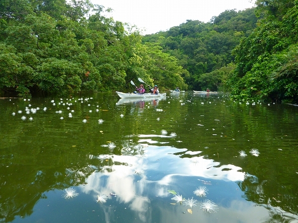 西表島カヌー、トレッキングツアーＡＬＢＵＭ/  グッドアウトドア