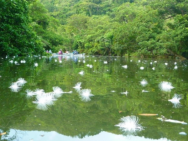 西表島カヌー、トレッキングツアーＡＬＢＵＭ/  グッドアウトドア