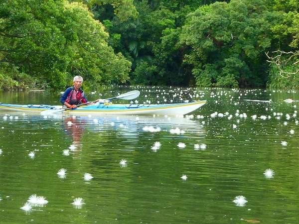 西表島カヌー、トレッキングツアーＡＬＢＵＭ/  グッドアウトドア