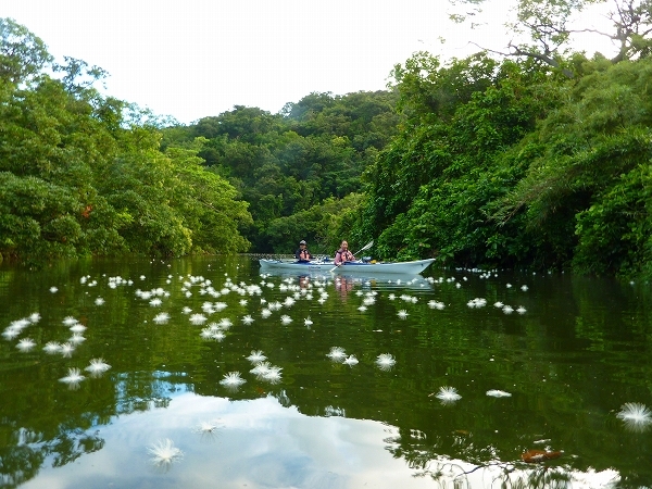 西表島カヌー、トレッキングツアーＡＬＢＵＭ/  グッドアウトドア