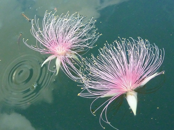 西表島カヌー、トレッキングツアーＡＬＢＵＭ/  グッドアウトドア