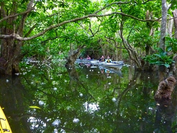 西表島カヌー、トレッキングツアーＡＬＢＵＭ/  グッドアウトドア