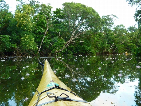 西表島カヌー、トレッキングツアーＡＬＢＵＭ/  グッドアウトドア