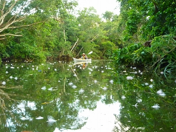 西表島カヌー、トレッキングツアーＡＬＢＵＭ/  グッドアウトドア