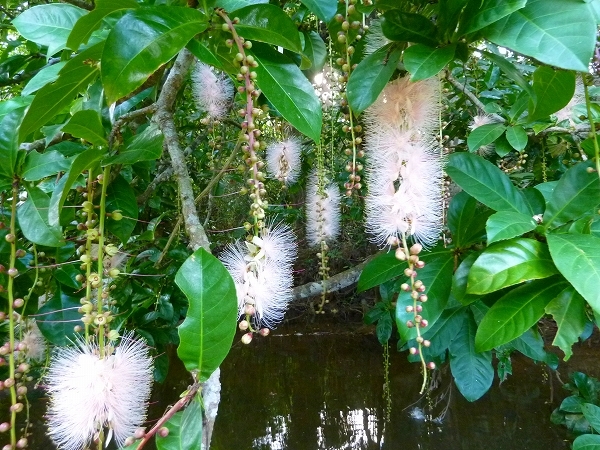 西表島カヌー、トレッキングツアーＡＬＢＵＭ/  グッドアウトドア