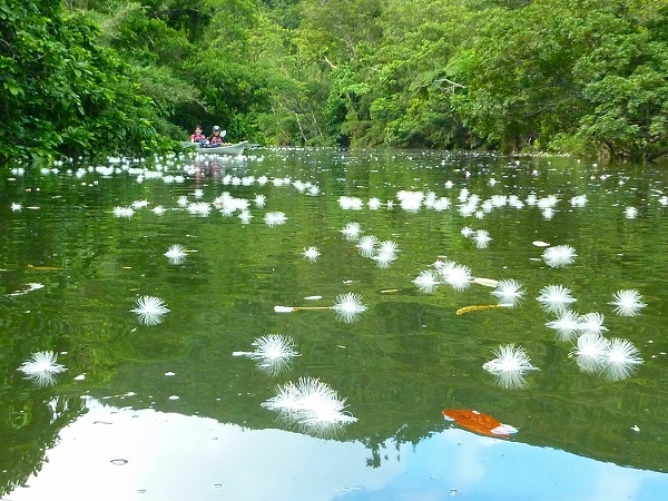 西表島カヌー、トレッキングツアーＡＬＢＵＭ/  グッドアウトドア