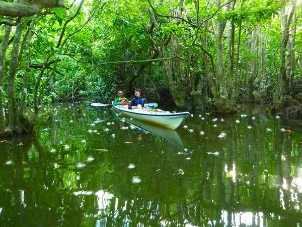 西表島カヌー、トレッキングツアーＡＬＢＵＭ/  グッドアウトドア
