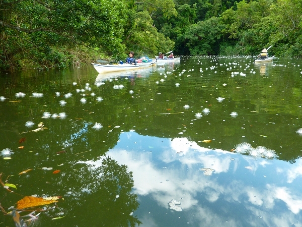 西表島カヌー、トレッキングツアーＡＬＢＵＭ/  グッドアウトドア