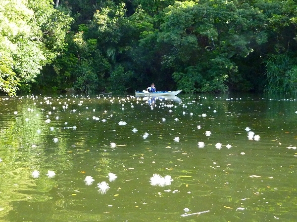 西表島カヌー、トレッキングツアーＡＬＢＵＭ/  グッドアウトドア