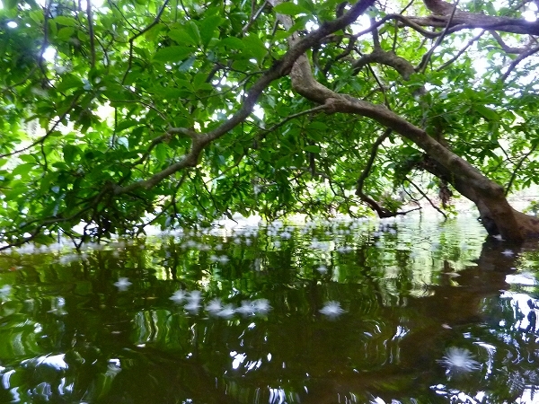 西表島カヌー、トレッキングツアーＡＬＢＵＭ/  グッドアウトドア