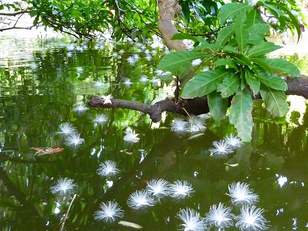 西表島カヌー、トレッキングツアーＡＬＢＵＭ/  グッドアウトドア