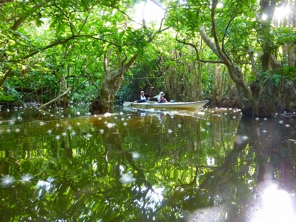 西表島カヌー、トレッキングツアーＡＬＢＵＭ/  グッドアウトドア
