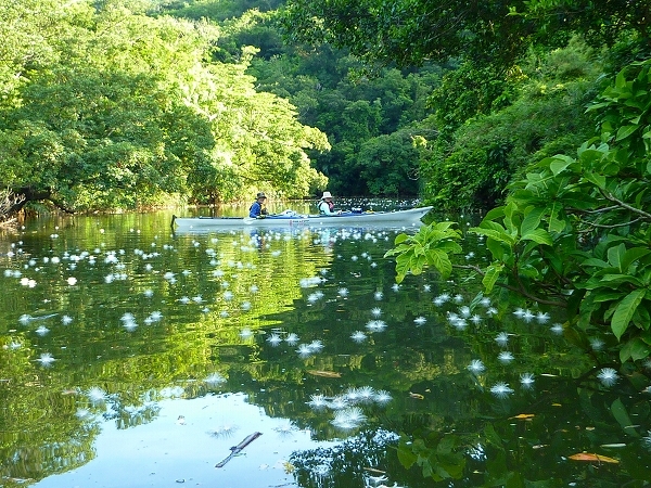 西表島カヌー、トレッキングツアーＡＬＢＵＭ/  グッドアウトドア