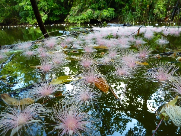 西表島カヌー、トレッキングツアーＡＬＢＵＭ/  グッドアウトドア