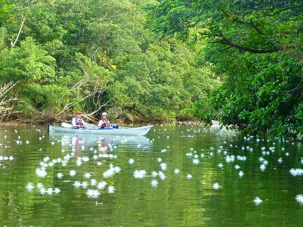 西表島カヌー、トレッキングツアーＡＬＢＵＭ/  グッドアウトドア