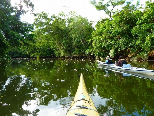 西表島カヌー、トレッキングツアーＡＬＢＵＭ/  グッドアウトドア