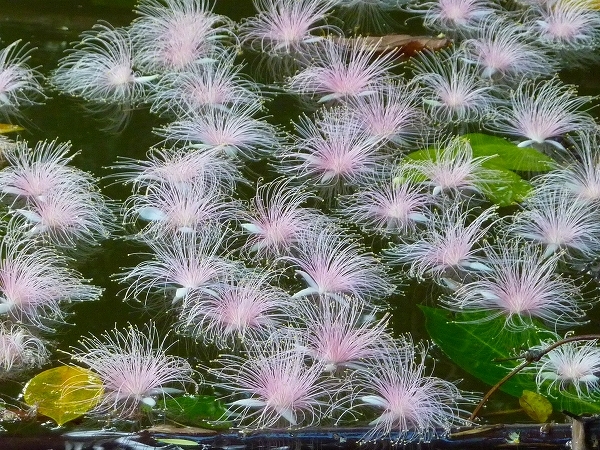 西表島カヌー、トレッキングツアーＡＬＢＵＭ/  グッドアウトドア