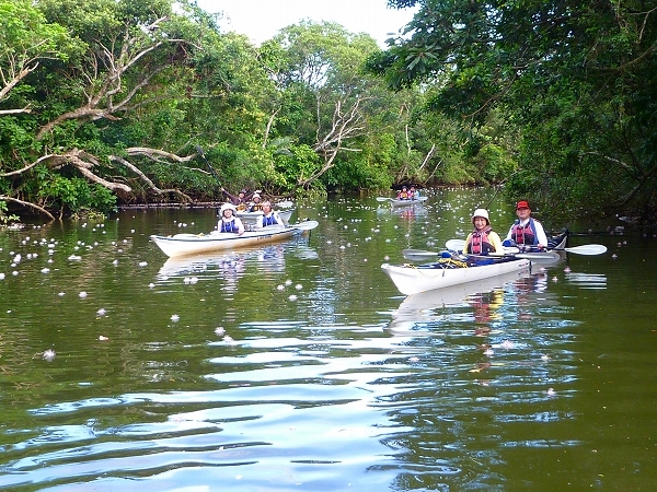 西表島カヌー、トレッキングツアーＡＬＢＵＭ/  グッドアウトドア