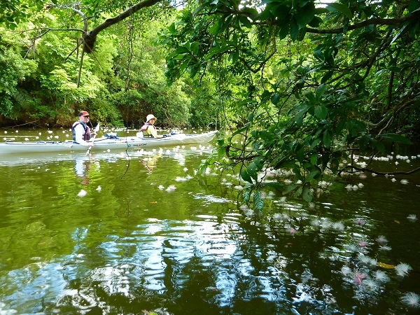 西表島カヌー、トレッキングツアーＡＬＢＵＭ/  グッドアウトドア