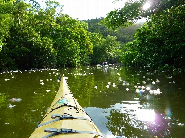 西表島カヌー、トレッキングツアーＡＬＢＵＭ/  グッドアウトドア
