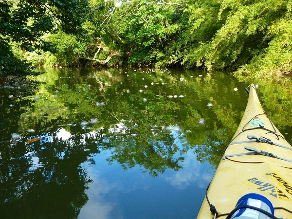 西表島カヌー、トレッキングツアーＡＬＢＵＭ/  グッドアウトドア