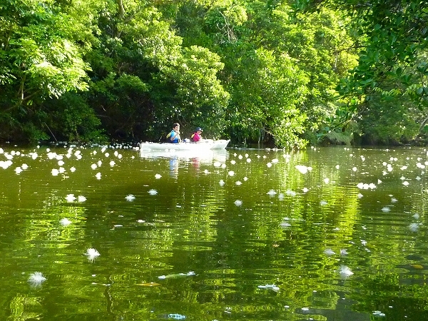 西表島カヌー、トレッキングツアーＡＬＢＵＭ/  グッドアウトドア