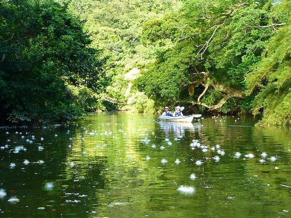 西表島カヌー、トレッキングツアーＡＬＢＵＭ/  グッドアウトドア