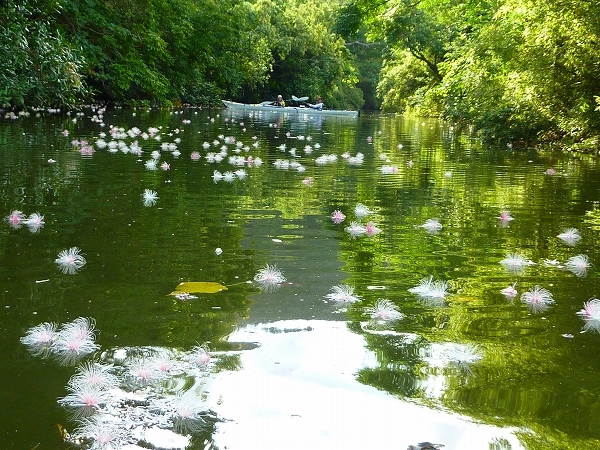 西表島カヌー、トレッキングツアーＡＬＢＵＭ/  グッドアウトドア