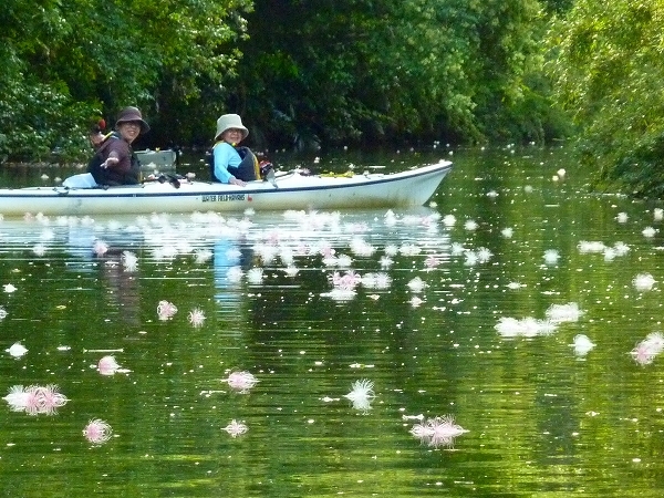 西表島カヌー、トレッキングツアーＡＬＢＵＭ/  グッドアウトドア