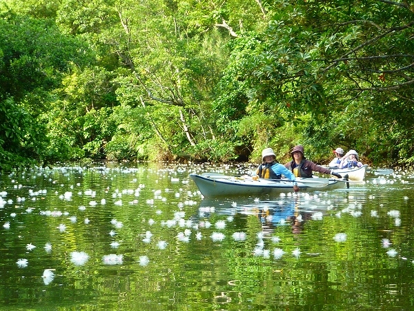西表島カヌー、トレッキングツアーＡＬＢＵＭ/  グッドアウトドア