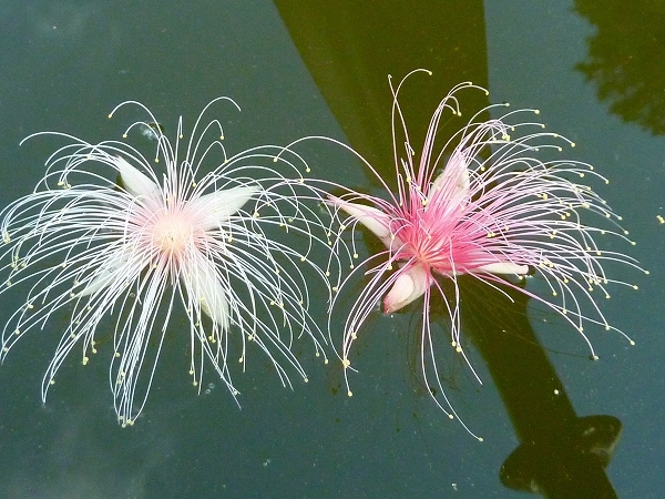 西表島カヌー、トレッキングツアーＡＬＢＵＭ/  グッドアウトドア