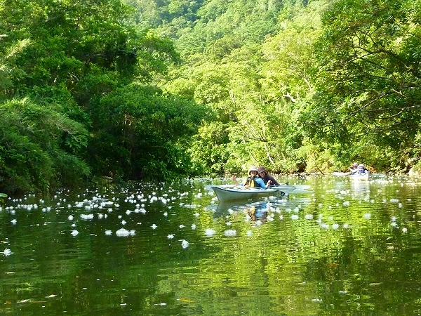 西表島カヌー、トレッキングツアーＡＬＢＵＭ/  グッドアウトドア