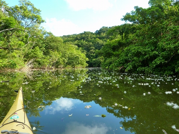 西表島カヌー、トレッキングツアーＡＬＢＵＭ/  グッドアウトドア