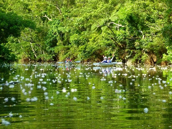 西表島カヌー、トレッキングツアーＡＬＢＵＭ/  グッドアウトドア