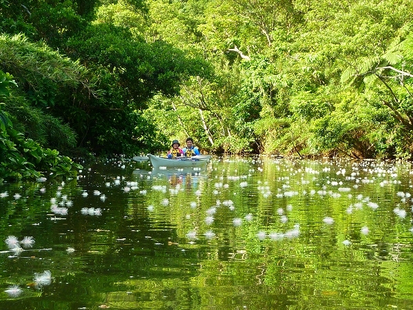 西表島カヌー、トレッキングツアーＡＬＢＵＭ/  グッドアウトドア