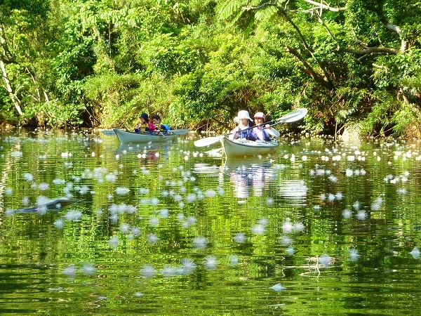 西表島カヌー、トレッキングツアーＡＬＢＵＭ/  グッドアウトドア