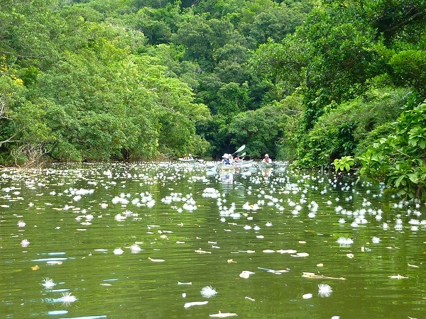西表島カヌー、トレッキングツアーＡＬＢＵＭ/  グッドアウトドア