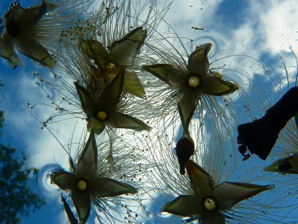 西表島カヌー、トレッキングツアーＡＬＢＵＭ/  グッドアウトドア