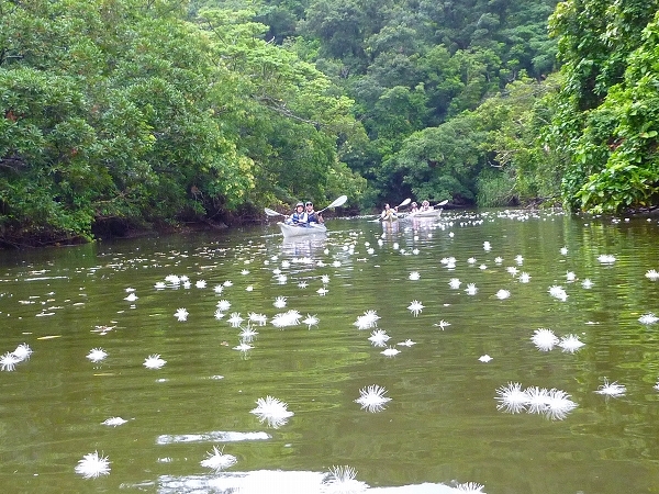 西表島カヌー、トレッキングツアーＡＬＢＵＭ/  グッドアウトドア