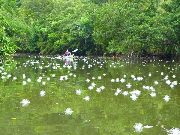 西表島カヌー、トレッキングツアーＡＬＢＵＭ/  グッドアウトドア