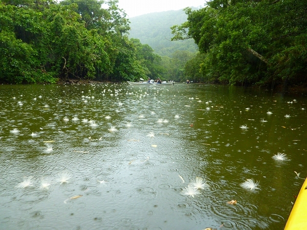 西表島カヌー、トレッキングツアーＡＬＢＵＭ/  グッドアウトドア