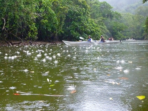 西表島カヌー、トレッキングツアーＡＬＢＵＭ/  グッドアウトドア