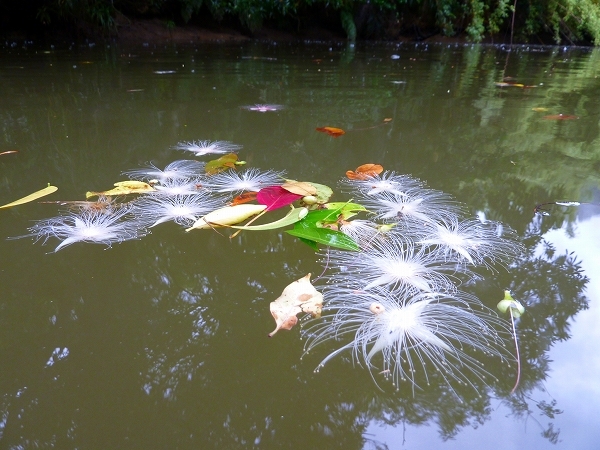 西表島カヌー、トレッキングツアーＡＬＢＵＭ/  グッドアウトドア