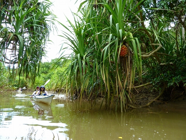西表島カヌー、トレッキングツアーＡＬＢＵＭ/  グッドアウトドア
