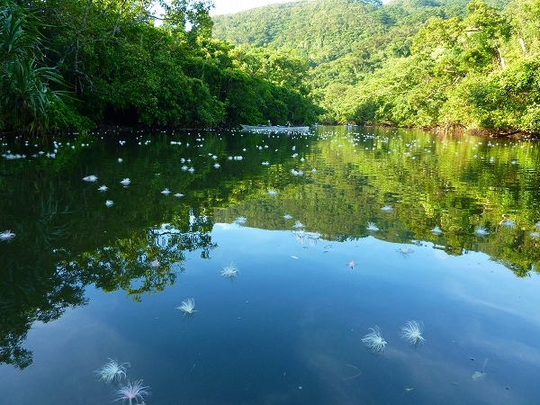 西表島カヌー、トレッキングツアーＡＬＢＵＭ/  グッドアウトドア