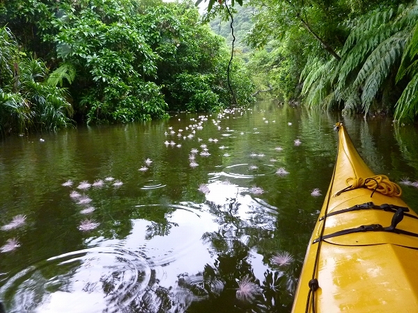 西表島カヌー、トレッキングツアーＡＬＢＵＭ/  グッドアウトドア