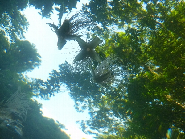 西表島カヌー、トレッキングツアーＡＬＢＵＭ/  グッドアウトドア