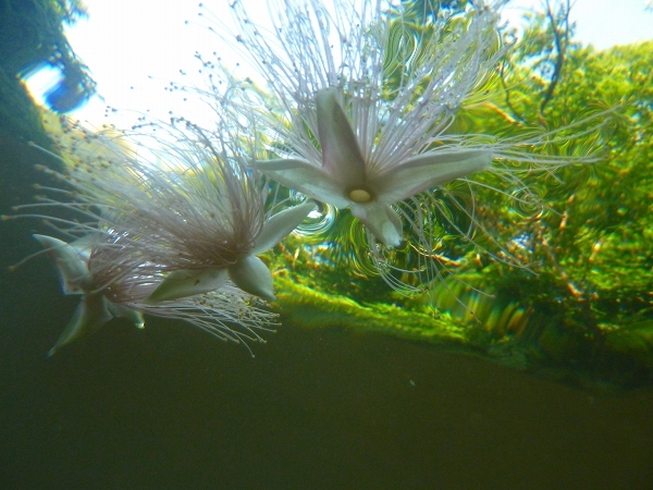 西表島カヌー、トレッキングツアーＡＬＢＵＭ/  グッドアウトドア